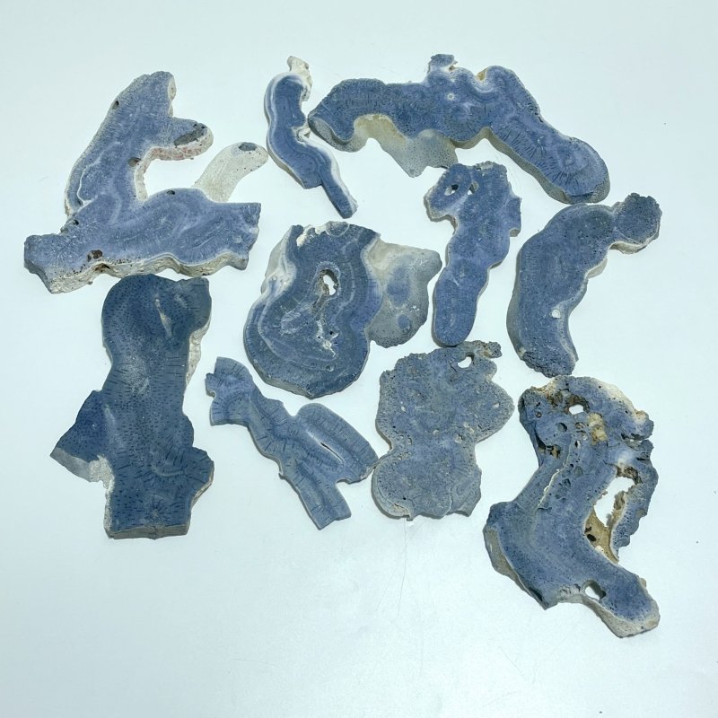 Blue Ridge Coral Slab Heliopora Coerulea Slab Wholesale - Wholesale Crystals