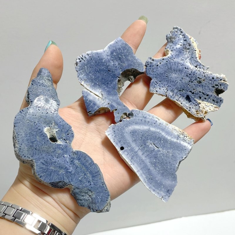 Blue Ridge Coral Slab Heliopora Coerulea Slab Wholesale - Wholesale Crystals