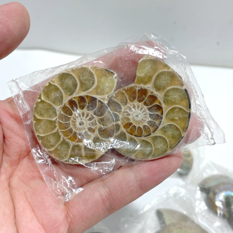 Natural Ammonite Fossil Conch Wholesale - Wholesale Crystals