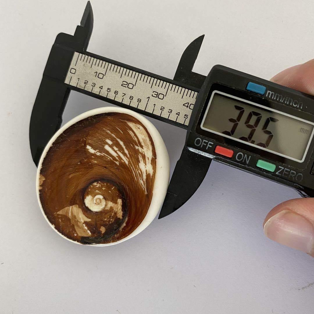 Shell fossil from Madagascar -Wholesale Crystals