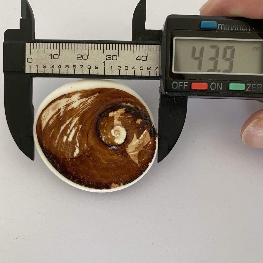 Shell fossil from Madagascar -Wholesale Crystals