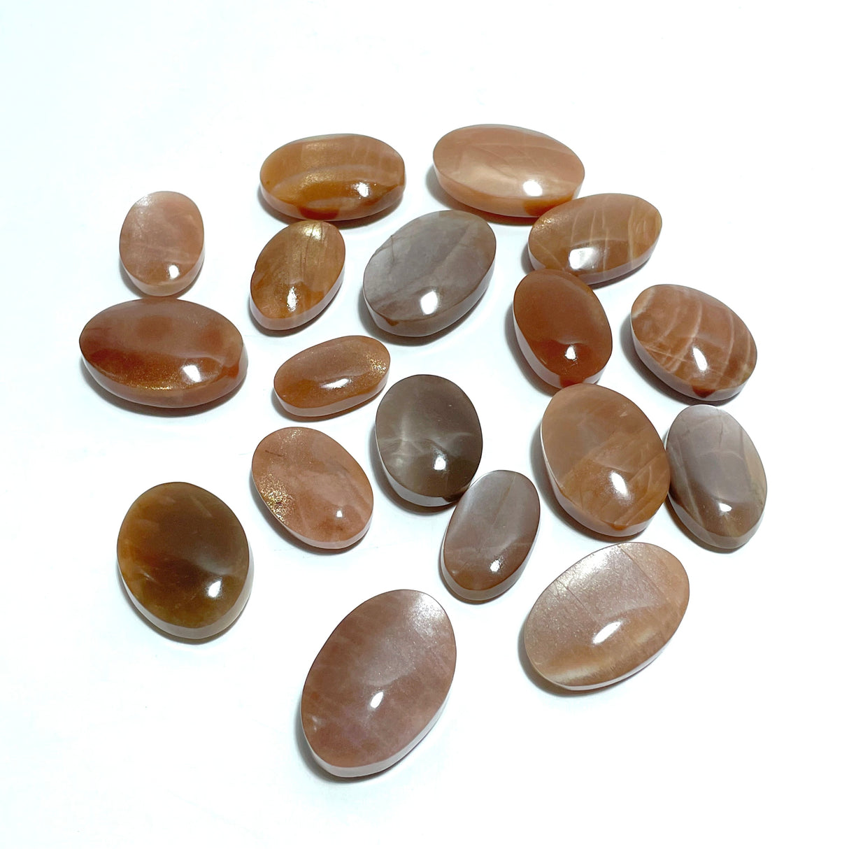 High Quality Sunstone Palm Wholesale