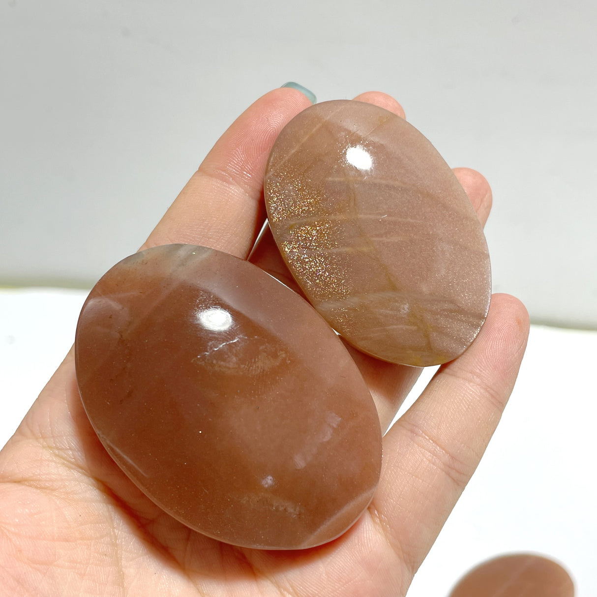 High Quality Sunstone Palm Wholesale