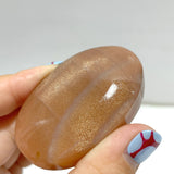 High Quality Sunstone Palm Wholesale