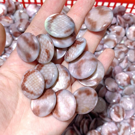 Aura Round Polished Shell Fossil Wholesale - Wholesale Crystals