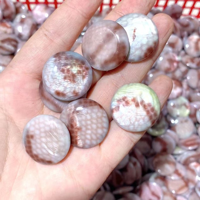 Aura Round Polished Shell Fossil Wholesale - Wholesale Crystals