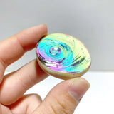 Aura Shell Fossil Wholesale - Wholesale Crystals