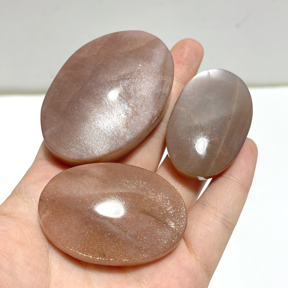 High Quality Sunstone Palm Wholesale