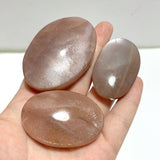 High Quality Sunstone Palm Wholesale