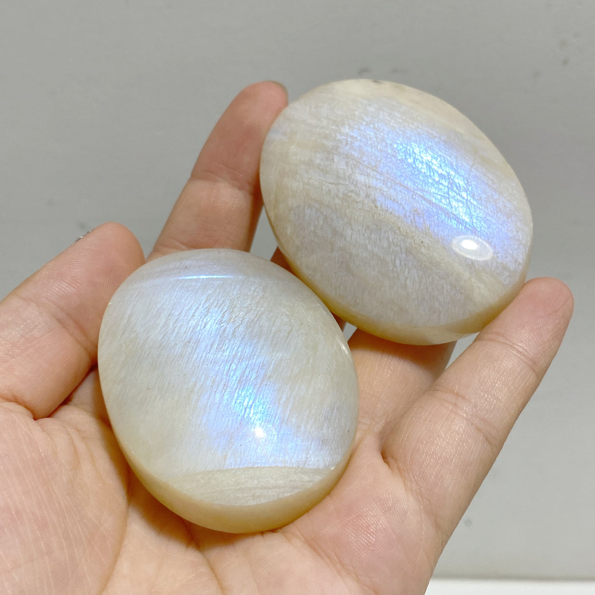 High Quality Moonstone Palm Wholesale