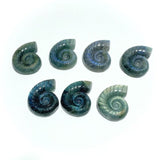 Labradorite Conch Carving Wholesale - Wholesale Crystals
