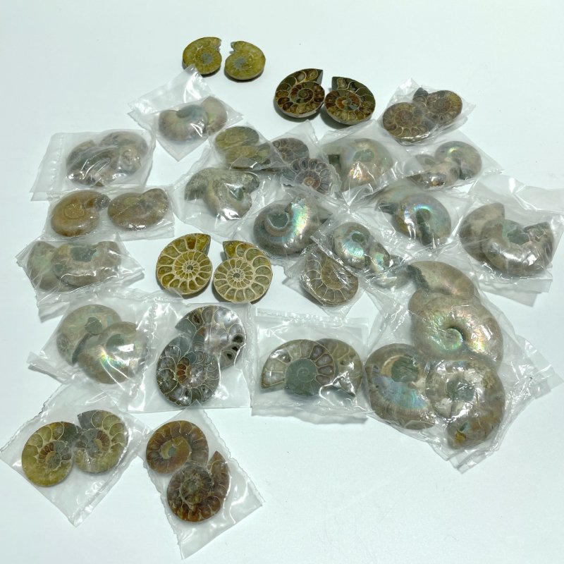 Natural Ammonite Fossil Conch Wholesale - Wholesale Crystals