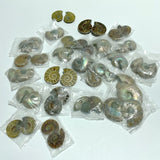 Natural Ammonite Fossil Conch Wholesale - Wholesale Crystals
