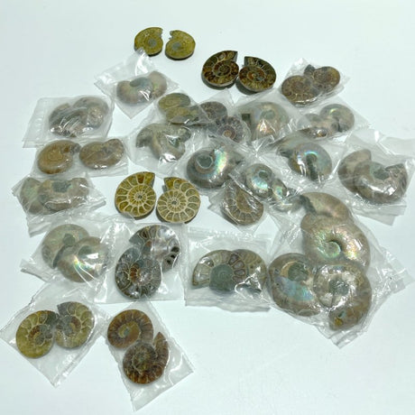 Natural Ammonite Fossil Conch Wholesale - Wholesale Crystals