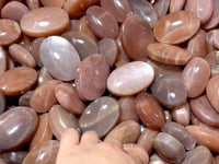 High Quality Sunstone Palm Wholesale