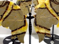 3 Pairs Septarian Butterfly Wing Carving With Stand #6