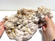 Unique White Calcite Specimen Home Decor