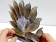Unique Geode Druzy Agate Nine-tailed Fox Carving #3