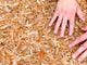 28KG Tangerine Quartz Mini Super Clear Quartz Point (Sea Freight Only)
