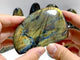 15 Pieces Labradorite Polished Free Form