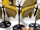 3 Pairs Septarian Butterfly Wing Carving With Stand #4