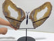 Very Large Beautiful Geode Druzy Sakura Flower Agate Butterfly Wing Carving With Stand #1 (Sea Freight Only)