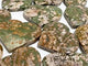 12 Pieces Large Rainforest Jasper Heart #2