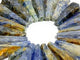 22 Pieces Blue Kyanite Mixed Quartz Magic Scepter Wand Closeout