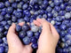 Blue Sodalite Tumbled Wholesale